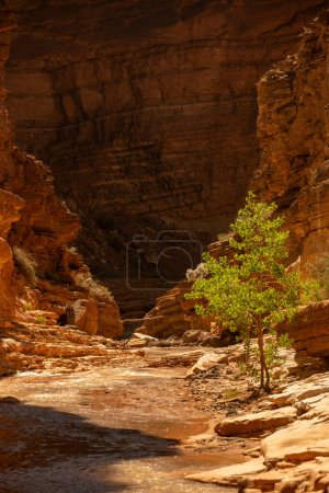 Single Tree Grows At The Edge Of Sulphur Creek in Capitol Reef National Park