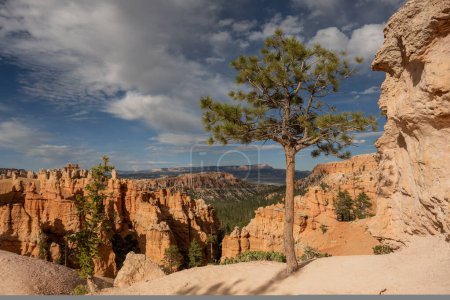 Small Pine Tree Sits At The Edge OF Dirt Trail In Bryce Canyon