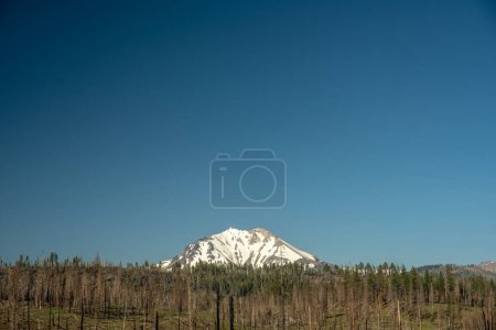 Snow Covered Mount Lassen Rises Over Burned Forest with Clear Sky