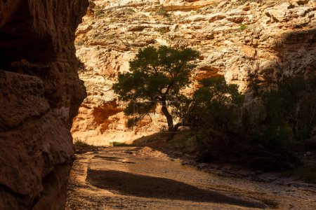 Sulphur Creek Flows Around Sand Bar Toward Silhouette Tree Against Bright Wall in Capitol Reef