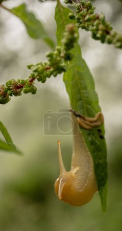 Banana Slug Begins To Turn Around While Hanging On Green Leaf in Redwood National Park