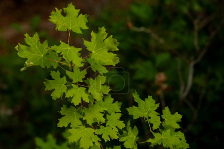 Bigtooth Maple Leaves im Sommer im Zion Nationalpark