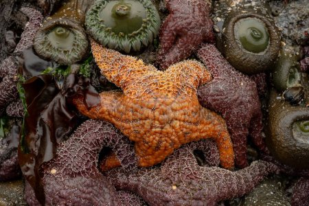 Téléchargez les photos : Étoile de mer orange vif ocre se dresse contre les versions pourpres environnantes pendant la marée basse - en image libre de droit