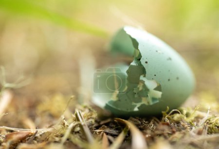 Broken Robins Egg on Forest Floor in Olympic