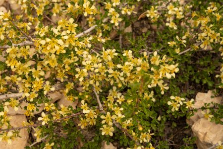 Yellow Blossoms Cover Bush Along Trail In Bryce Canyon