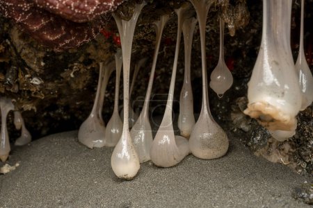 Téléchargez les photos : Grand groupe d'anémones plumeuses accroché au plafond d'une petite grotte marine le long de la côte de l'Oregon - en image libre de droit