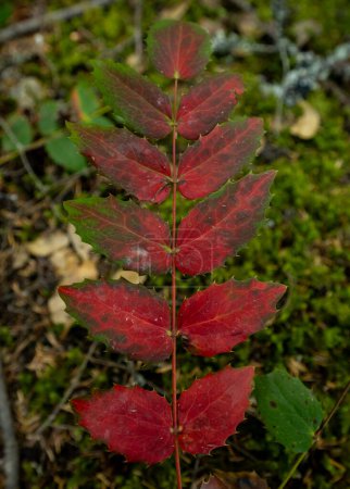 Las hojas en el tallo se desvanecen de verde a rojo brillante en cascadas del norte