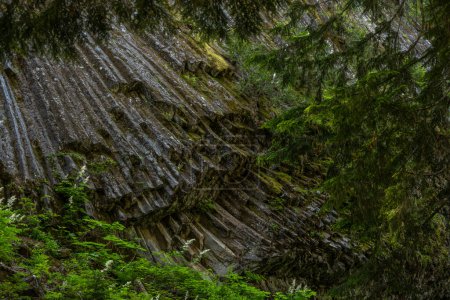 Flechten bedeckt den abgebrochenen Boden von Basaltsäulen im Mount Raininer Nationalpark