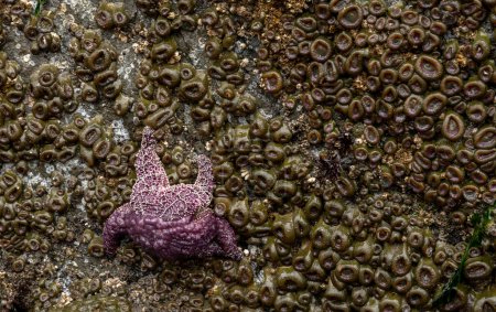 Ocker-Seestern klammern sich bei Ebbe an Felsen, die von Hunderten von Seeanemonen bedeckt sind