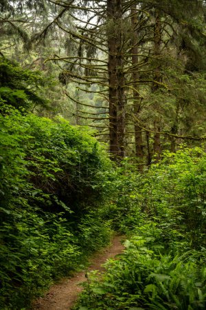 Foto de Sendero angosto desaparece en el suelo del bosque grueso en el Parque Nacional Redwood - Imagen libre de derechos