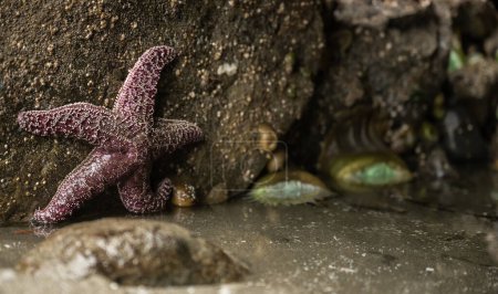 Téléchargez les photos : Violet ocre Sea Star s'accroche aux rochers avec seulement une pointe de tente touchant l'eau pendant la marée basse - en image libre de droit