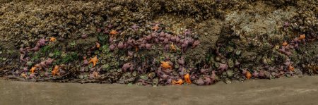 Téléchargez les photos : Panorama des étoiles de mer ocre accroché à la base d'une pile de mer sur Meyers Beach sur la côte de l'Oregon - en image libre de droit