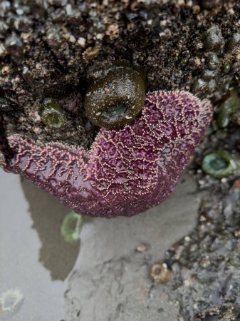 Purple Sea Star Clings to Rock in Low Tide along the Oregon Coast