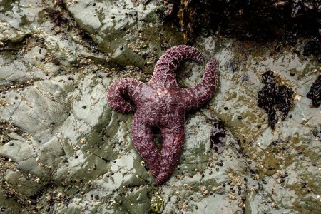 Estrella púrpura del mar del ocre en forma divertida pegada a la roca brillante a lo largo de la costa de Oregon