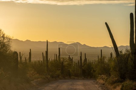 Saguaro Cactus Line Hohokom Road at Sunset in Saguaro National Park