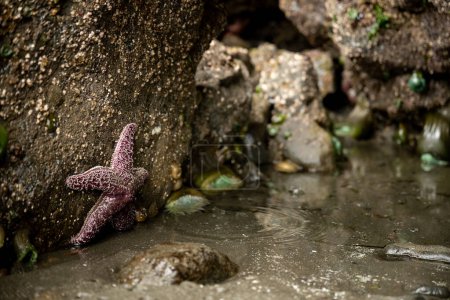 Foto de Una sola estrella de mar de ocre se aferra a la roca en la marea baja a lo largo de la costa de Oregon - Imagen libre de derechos