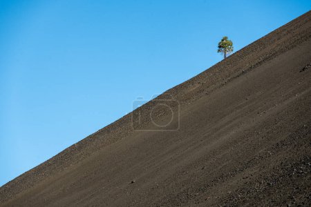 Un solo árbol crece en la pendiente empinada de la montaña en el volcán Lassen