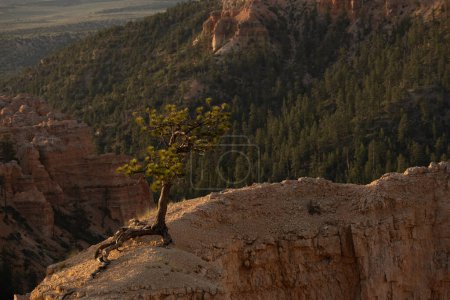 Pequeño árbol se aferra a la parte superior de Hoodoo seco en Bryce Canyon