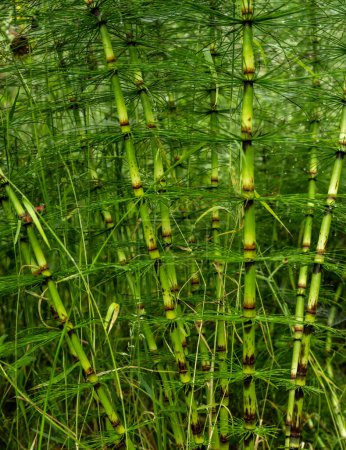 Stems of Horsetail Plants Grow In Redwood National Park