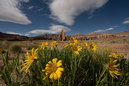 Sun Flowers Grow In Cathedral Valley In Capitol Reef National Park