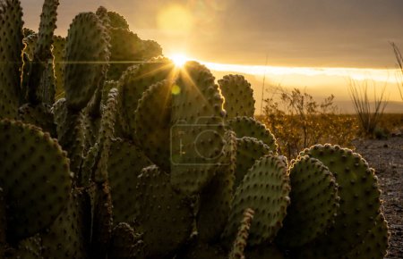 Sonne bricht morgens in Big Bend durch Kaktusfeige