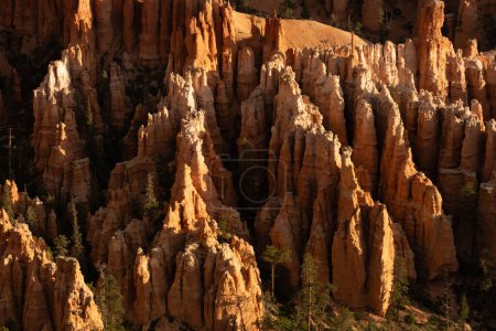 Sunlight Hits the Tips of Hoodoos in Bryce Canyon National Park