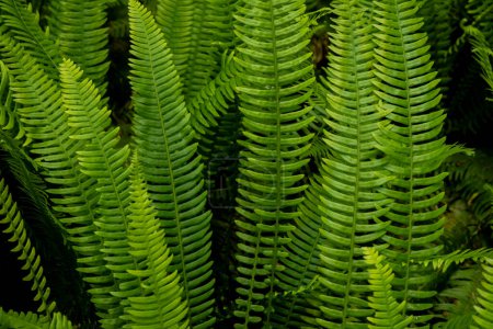 Sword Fern Leaves Standing Up Straight in Redwood Forest