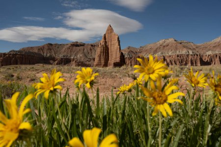 Temple Of The Sun Stands Tall On The Horizon Over Bright Yellow Flowers in Capitol Reef National Park