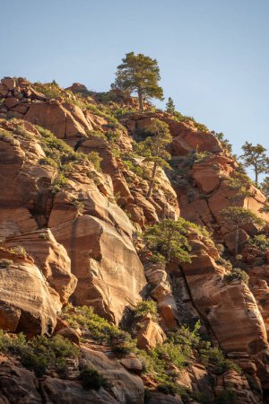 Árboles puntean acantilado rocoso que captura la luz de la mañana en el parque nacional de Zion
