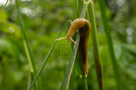 Banana Slug Crawls Over Tip of Bending Blade of Grass in Redwood National Park