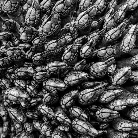 Téléchargez les photos : Nuances noires et blanches de bernacles à col de cygne à marée basse le long de la côte de l'Oregon - en image libre de droit