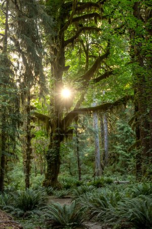 Strahlende Sonne bricht durch Äste von bemoostem Baum im olympischen Regenwald