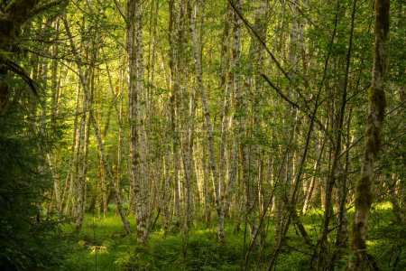 Strahlend grünes Gras füllt den Waldboden unter Birkenhainen im Olympic National Park