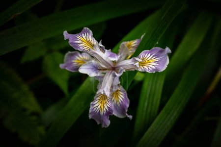 Yellow Centers of Purple Iris Blooms Centered on Image