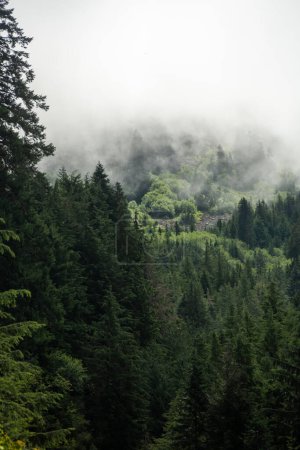 Dark Forest disparaît dans Foggy Mountain au-dessus du parc national olympique