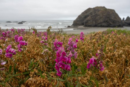 Éternelle fleur de pois rose vif sur Meyers Beach sur la côte de l'Oregon