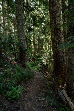 Téléchargez les photos : Des débris tombés remplissent une forêt encombrée dans le parc national du Mont-Rainier - en image libre de droit