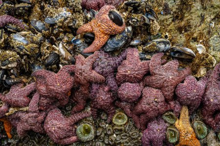 Téléchargez les photos : Groupe d'étoiles de mer ocre accrochées aux rochers à marée basse sur la côte de l'Oregon - en image libre de droit