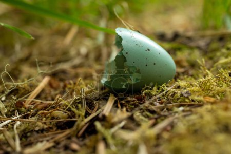 Half A Speckled Egg Shell Rests In Mossy Soil along dirt trail