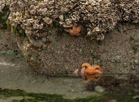Foto de La vida al nivel del agua en una piscina de marea en la playa de Meyers en la costa de Oregon - Imagen libre de derechos
