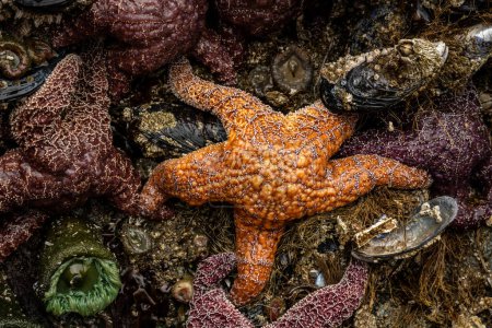 Foto de Orange Ochre Sea Star se mantiene firme en marea baja en la costa de Oregon - Imagen libre de derechos