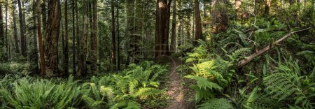 Panorama Of Fern Choked Trail Through Redwood National Park