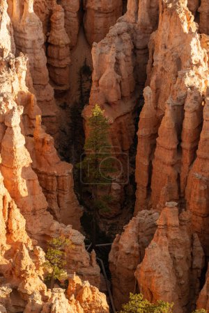 Un solo árbol crece por debajo de los sombríos Hoodoos en Bryce Canyon