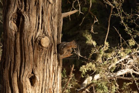 Squirrel Takes A Rest On Broken Tree Branch in Bryce Canyon National Park