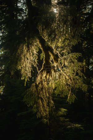 Sunlight Break Though Canopy To Warm A Mossy Branch In Olympic National Park