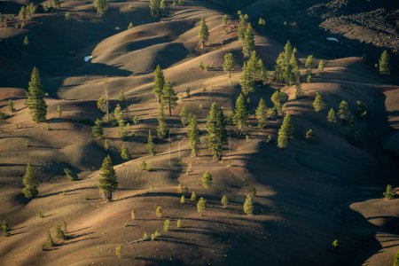 Trees Dot the Hills of Cinder in Lassen Volcanic National Park