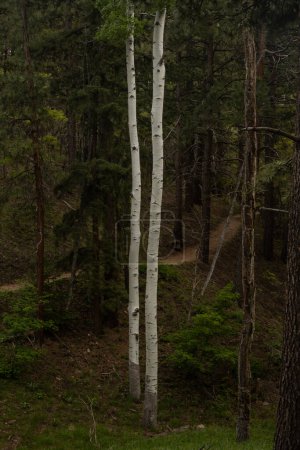 Two Thin Aspen Trees Grow At The Edge of Dark Forest In Grand Canyon