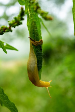 Banana Slug Explores Options When The Leaf Ends on foggy day