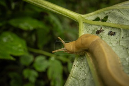 Banana Slug Crawls To The Edge Of Large Leaf And Looks Over The Edge toward forest floor