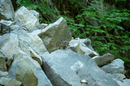 Boulder Field on North Puyallup Trail Hosts Boulder Fields for Pika in Mount Rainier National Park